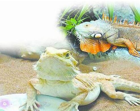 海关截获17厘米坦桑尼亚蓝腿蜈蚣 为何异宠被截获？