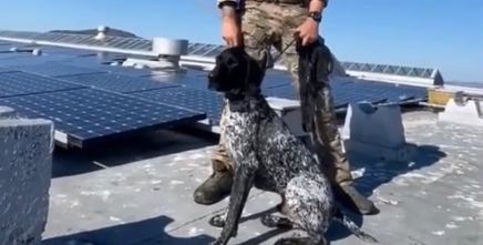 韬哥.波音达犬吃的什么.png