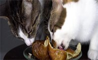 猫可不可以吃面包?