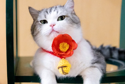江湖有大头猫多少钱一只.png 江湖有大头猫多少钱一只.png