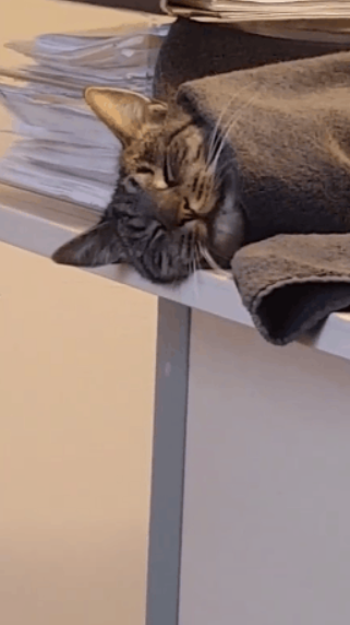 一只七岁的猫课长被逮捕，原因竟是长期要求员工加班......
