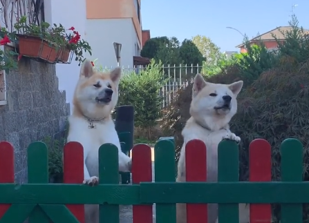 秋田爱犬大丑小丑是真的吗
