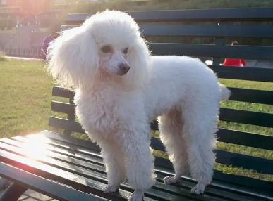 怎么让贵宾犬不叫？将这些方法学会就可以了