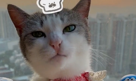 中华厨猫真的会做饭吗.png