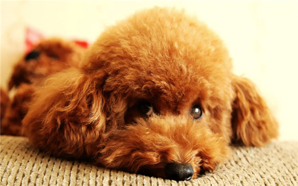 给泰迪犬补钙,效果好不好在于方法用的对不对! 给泰迪犬补钙,效果好不好在于方法用的对不对!