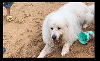 大白熊阿飞在哪里