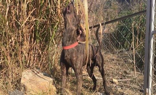 普罗特猎犬定点大小便的训练方法快来get一下