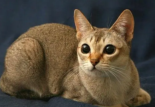 新加坡猫随地大小便的5大原因,你们知道吗? 新加坡猫随地大小便的5大原因,你们知道吗?