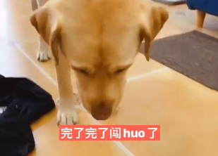 拉布拉多霸道小七主人是谁