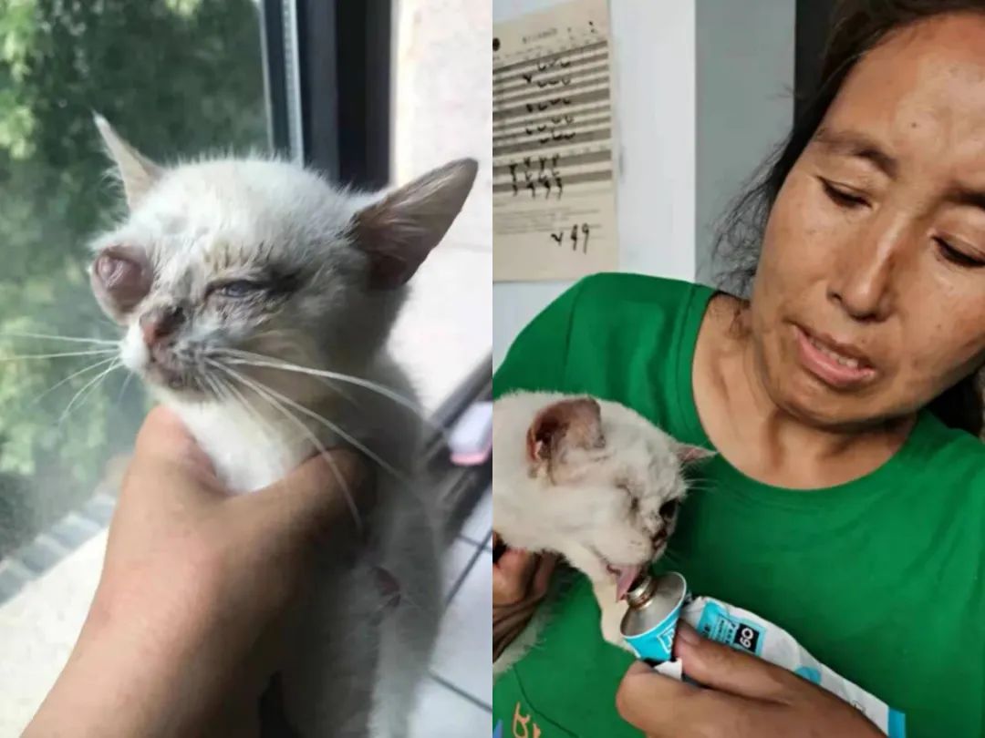 紧急求助！三百只流浪猫狗已经断粮，一起帮帮它们吧！