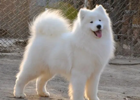 控制萨摩耶犬,用什么绳子好? 控制萨摩耶犬,用什么绳子好?