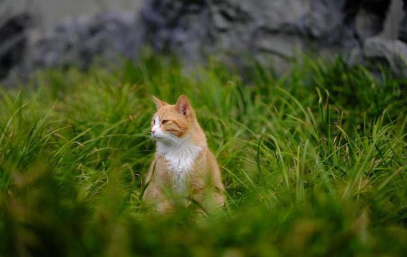 万物有灵：小猫被丢路边，痴痴等候主人回，网友：猫太傻！