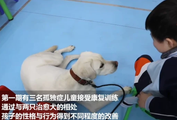 国际导盲犬日:治愈犬为“星星的孩子”点亮灯光 国际导盲犬日:治愈犬为“星星的孩子”点亮灯光