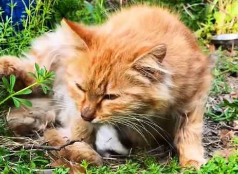 小饼遇见猫是真的吗.png