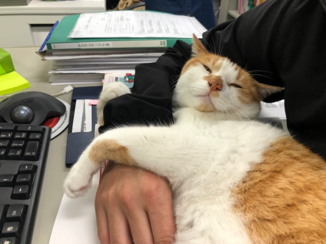 一只七岁的猫课长被逮捕，原因竟是长期要求员工加班......