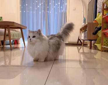 对猫咪无毒的家养植物有哪些.png
