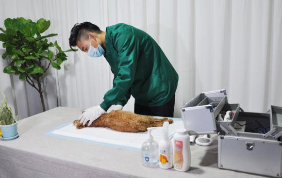 宠物殡葬:用温暖的方式跟爱宠说再见 宠物殡葬:用温暖的方式跟爱宠说再见
