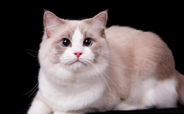 猫咪尿不出来怎么办还哀嚎 猫咪尿不出来怎么办还哀嚎