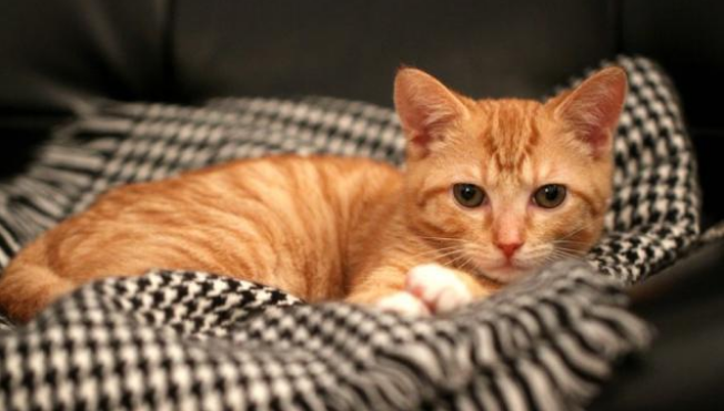 猫咪什么坐姿有问题 猫咪什么坐姿有问题