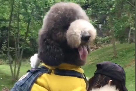 巨型贵宾犬泰迪plus吃的什么.png