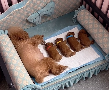 网红泰迪哈尼生子了吗.png 网红泰迪哈尼生子了吗.png