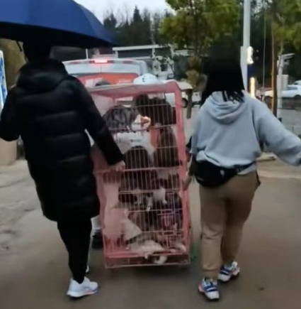 33只猫挤在露天铁笼精神萎靡！爱宠人士众筹1万余元买下