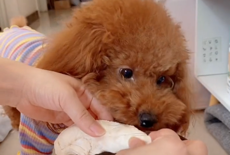 其实4岁的泰迪非常好饲养,因为他们已经成年了,很多东西都能食用.