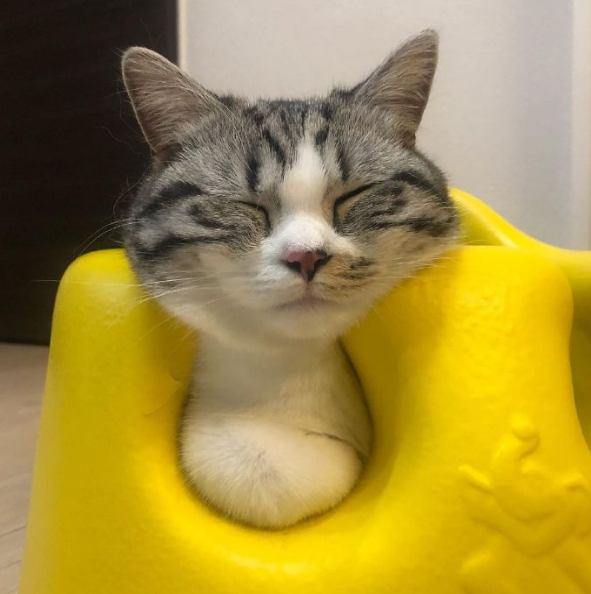 猫咪因霸占宝宝座椅被教训，猫：凭什么我这个宝宝不能坐？.png