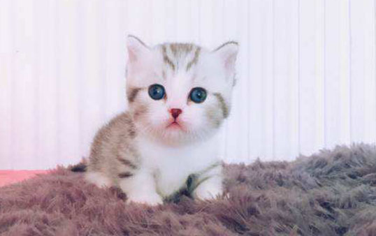 猫传腹死了家里要消毒吗 猫传腹死了家里要消毒吗