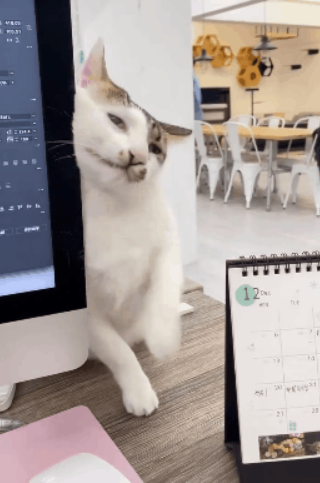一只七岁的猫课长被逮捕，原因竟是长期要求员工加班......