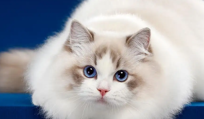 猫干性传腹的症状以及治疗是什么