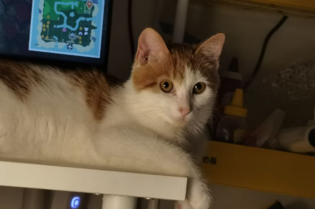 宠物猫可以吃米饭吗,猫吃米饭会不会拉稀 宠物猫可以吃米饭吗,猫吃米饭会不会拉稀