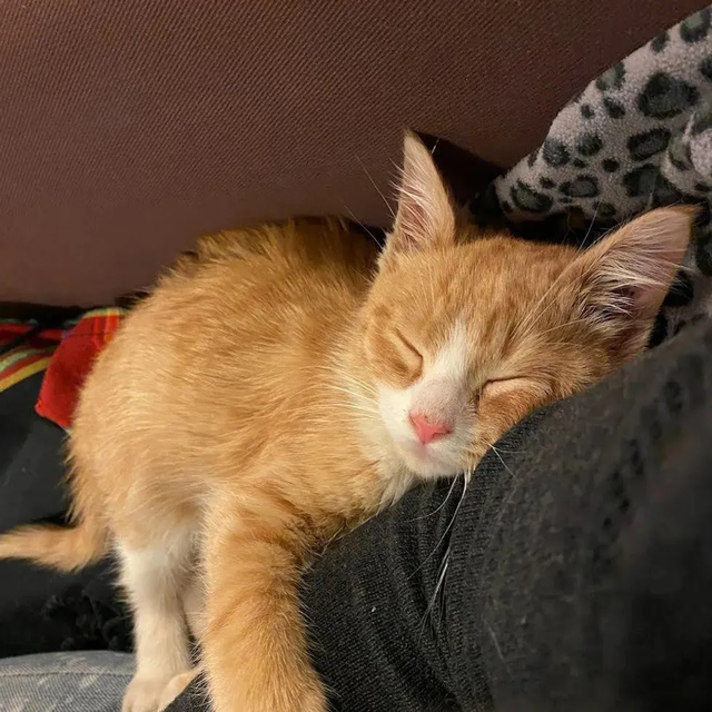 野性十足的橘猫弟弟,一场病后,让其化身成为了粘人的小天使 野性十足的橘猫弟弟,一场病后,让其化身成为了粘人的小天使