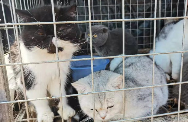 33只猫挤在露天铁笼精神萎靡！爱宠人士众筹1万余元买下