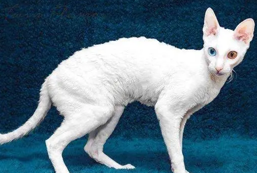 柯尼斯卷毛猫上厕所训练法原来如此易学