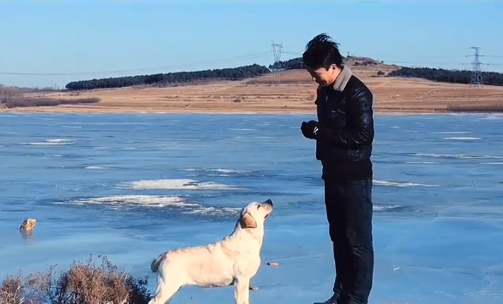 金圣拉布拉多犬舍怎么样