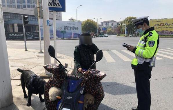为了给宠物犬减肥 女子让狗拉电动车 为了给宠物犬减肥 女子让狗拉电动车