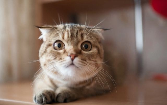 猫咪如何训练？一起来看看如何让猫咪成为听话的可爱宠物吧