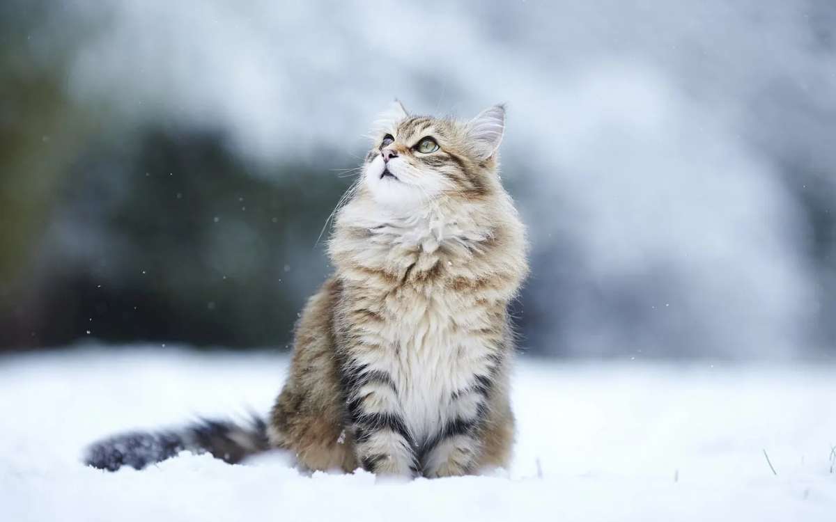 褴褛猫不会用猫砂？这篇文章或许可以帮到你