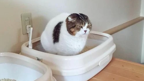 母猫怀孕尿血是什么原因?