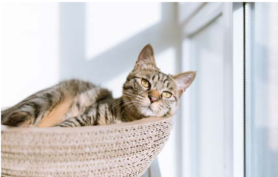 刚出生的小猫能喝豆浆吗 刚出生的小猫能喝豆浆吗