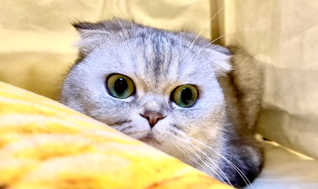 孙球球的幸福生活是什么品种的猫