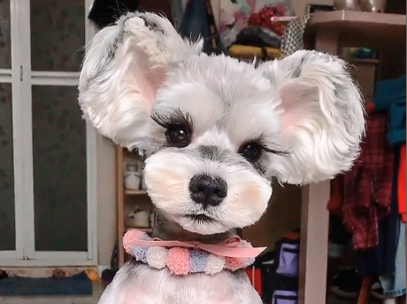 几米是个雪纳瑞在哪里.png