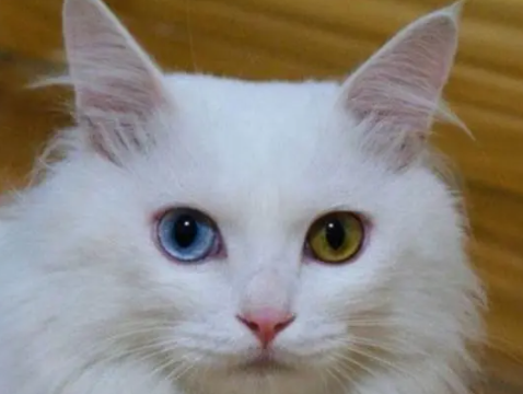 猫的两个眼睛颜色不一样是怎么回事