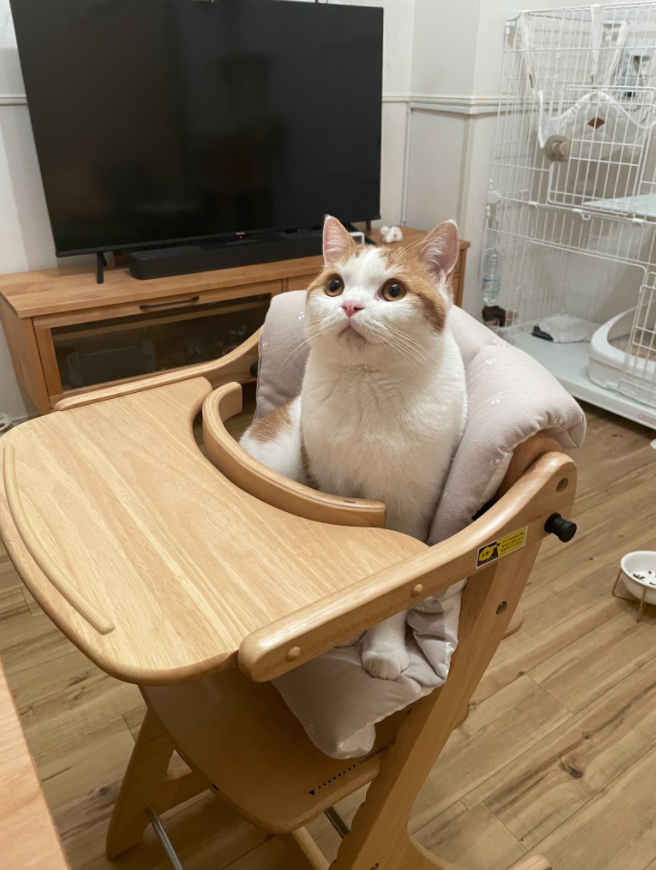 猫咪因霸占宝宝座椅被教训，猫：凭什么我这个宝宝不能坐？.png