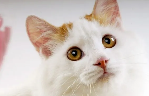 猫发烧打了退烧针和消炎针多久会好 猫发烧打了退烧针和消炎针多久会好