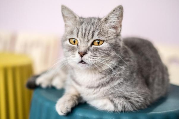 猫一年相当于人的几岁