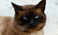 猫咪拉肚子是什么原因引起的呢
