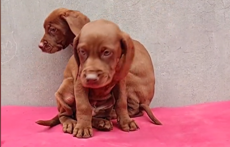维玆拉犬，波音达指示猎犬多大了.png