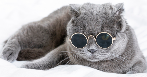 英国短毛猫乱撒尿,你得这样治它! 英国短毛猫乱撒尿,你得这样治它!
